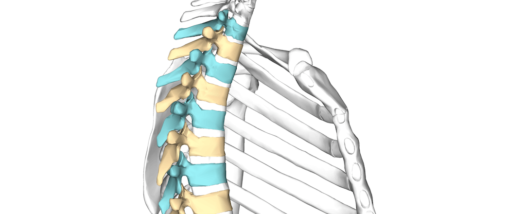 Foundations – The Thoracic Spine